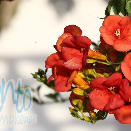 Il vento Mykonos Appartamento Glastros  Esterno foto